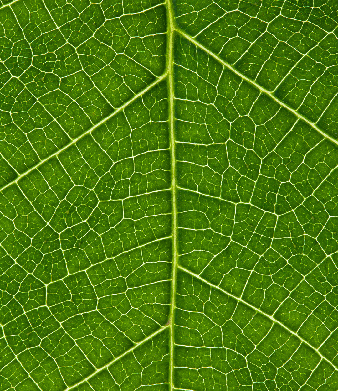 Macro leaf photo