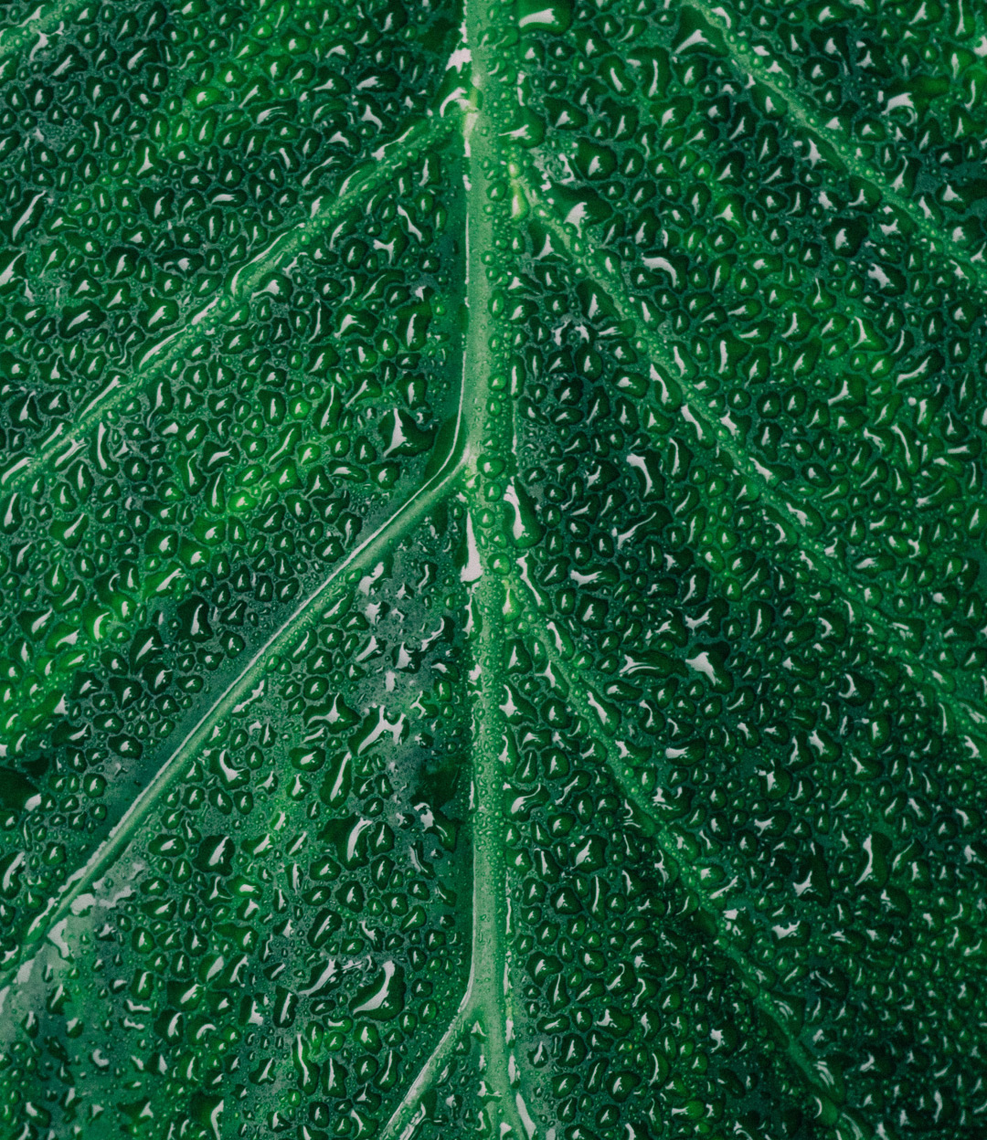 Leaf with beads of water