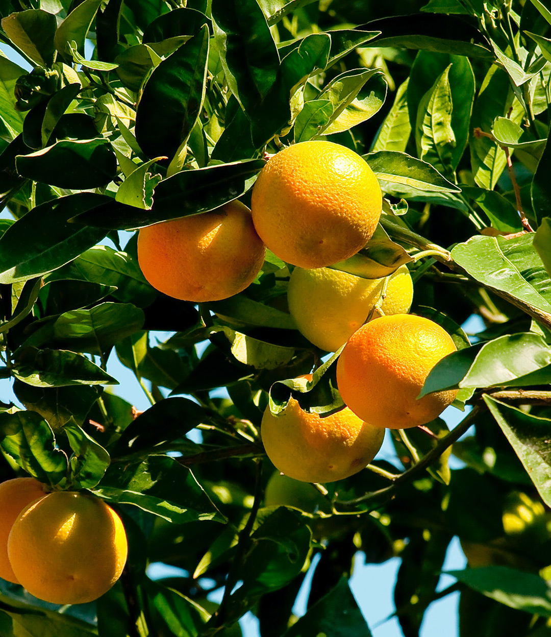 Image of oranges growing on a tree