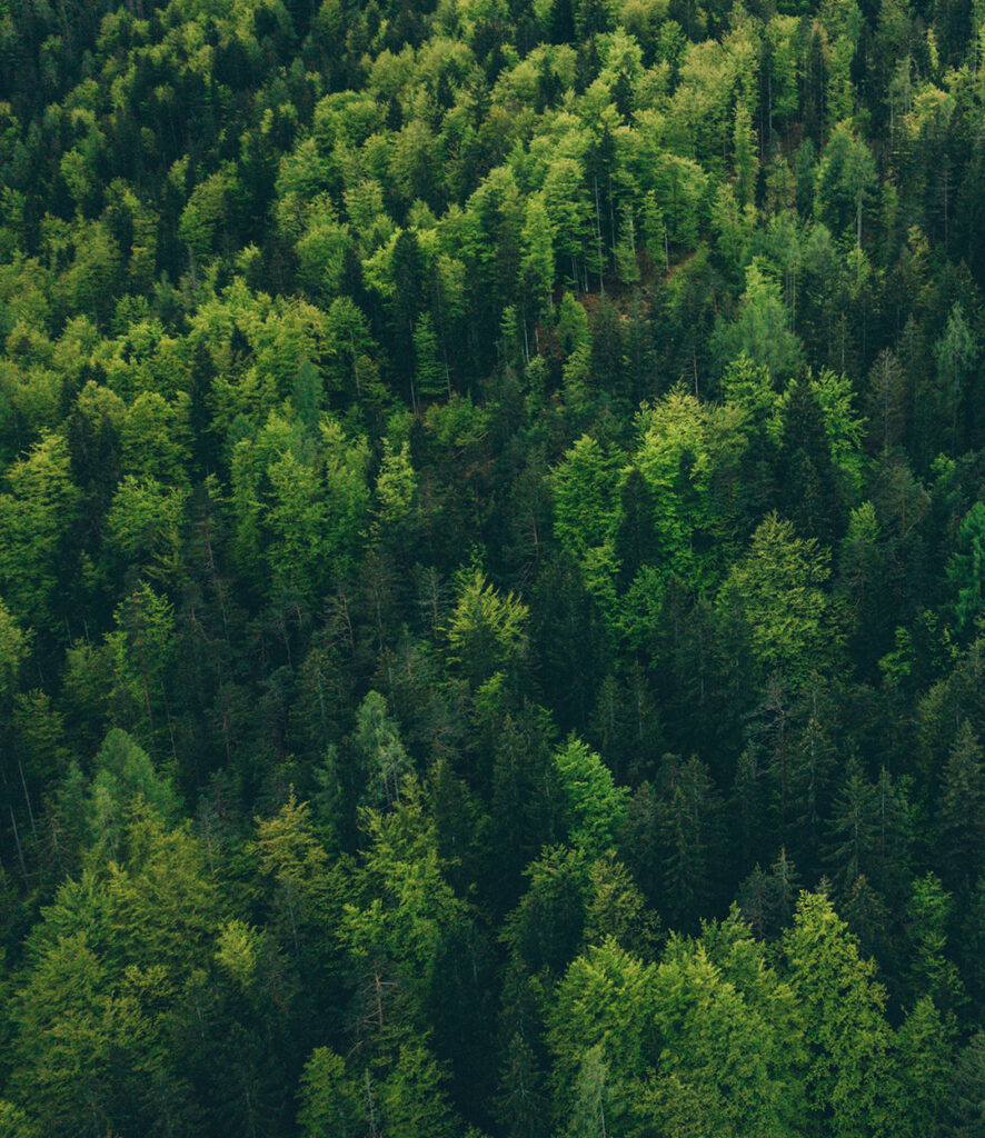 Aerial image of a forrest